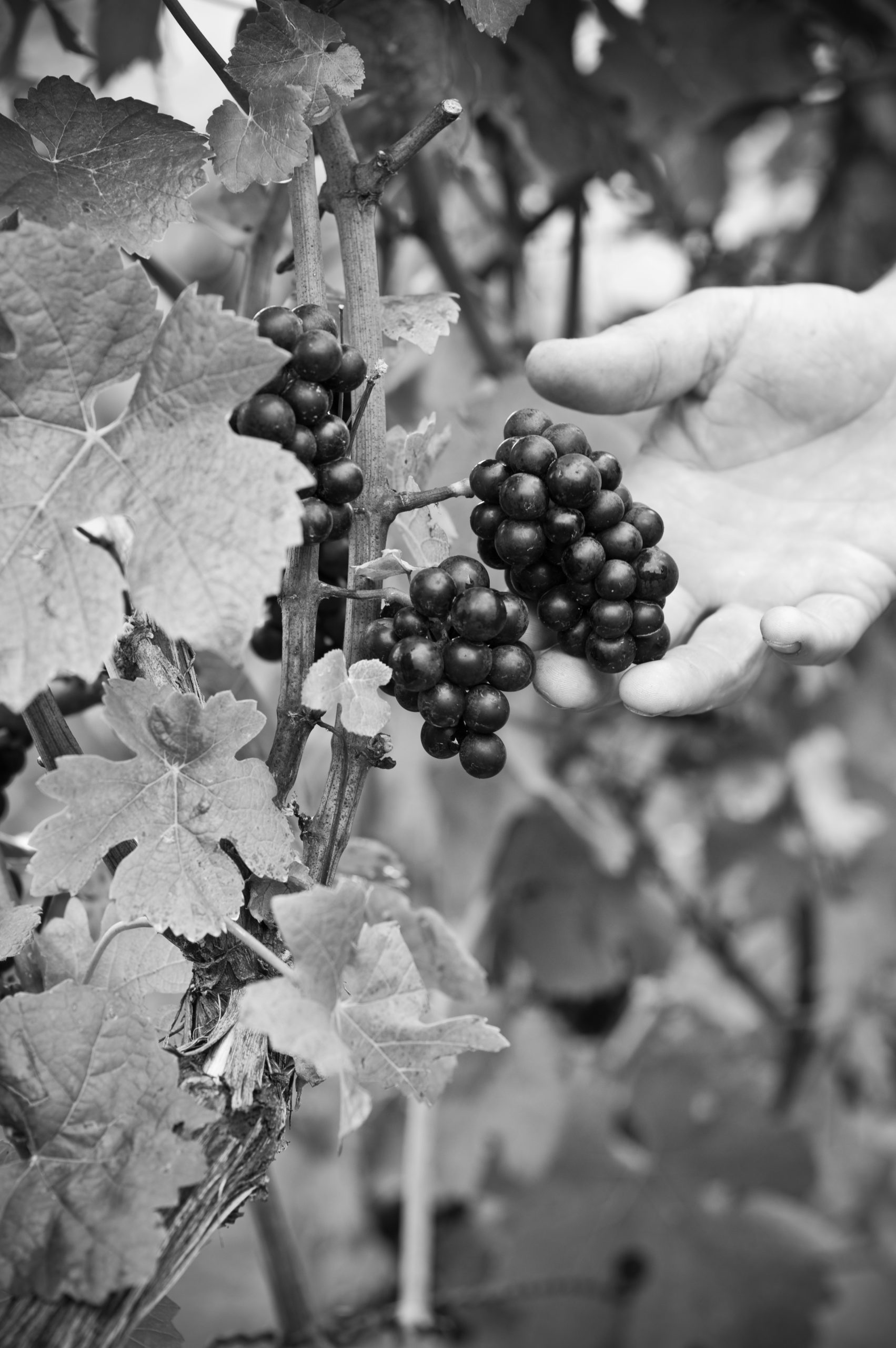 001 weingut sonnenberg urlaub marc linden madleen linden
