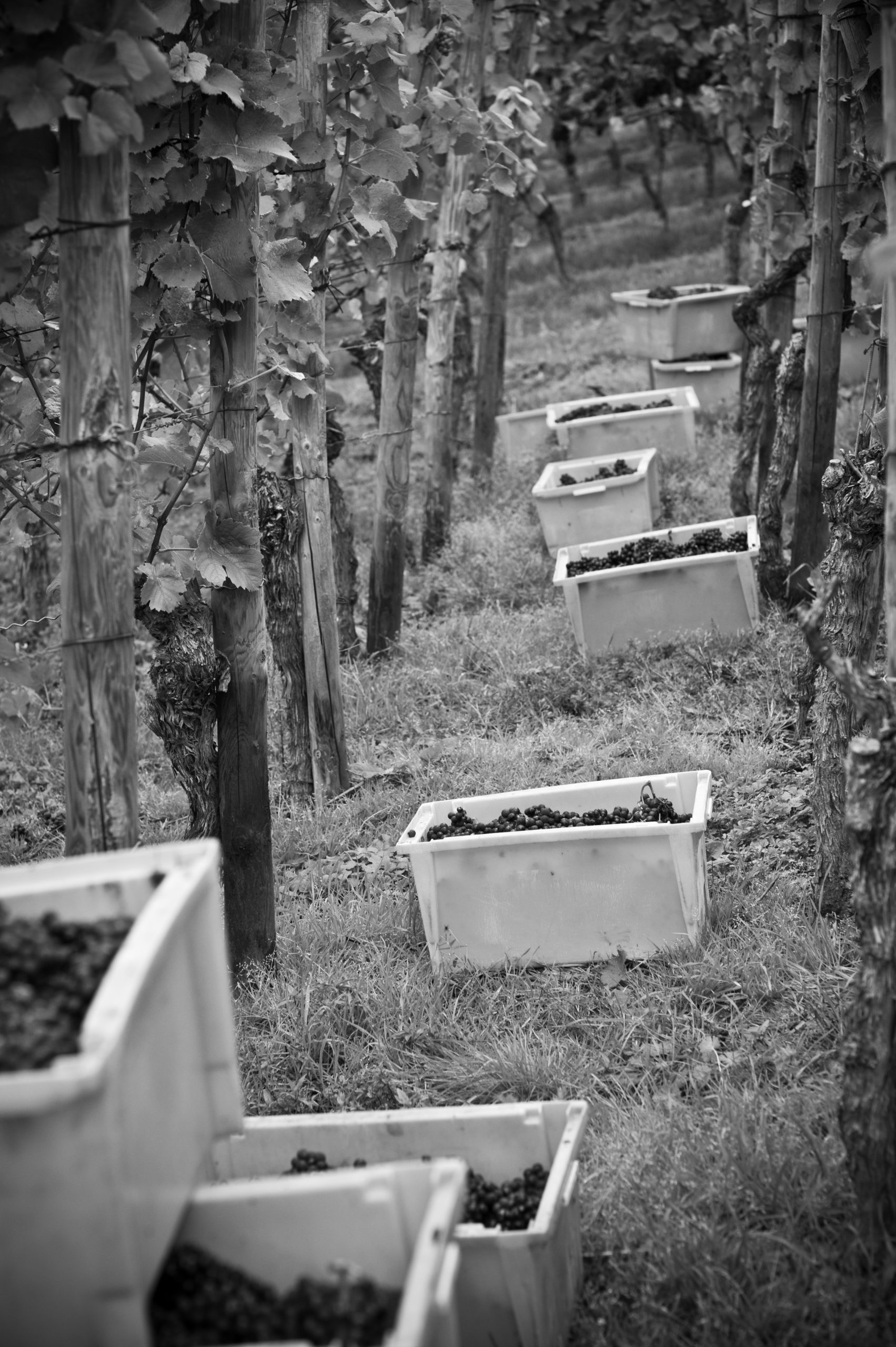 004 weingut sonnenberg urlaub marc linden madleen linden